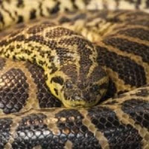anaconda-200×200 anaconda-200x200